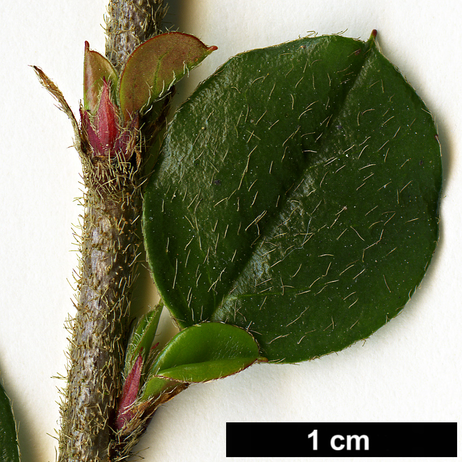 High resolution image: Family: Rosaceae - Genus: Cotoneaster - Taxon: verruculosus